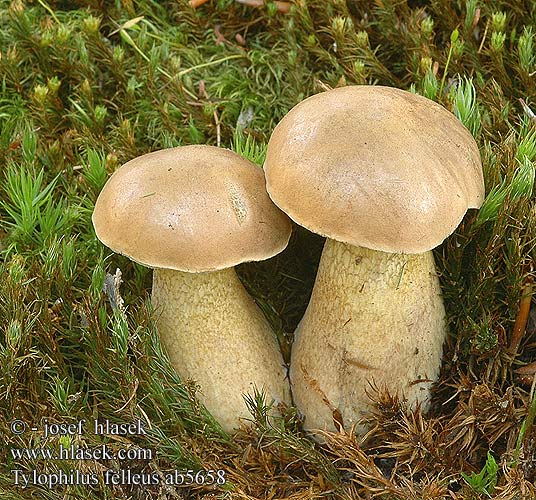 Tylopilus felleus Boletus alutarius Hřib žlučník hořký Gallenröhrling Bolet amer Goryczak żółciowy Bittere boleet Желчный гриб 苦粉孢牛肝 Galderørhat Гірчак Žučara Горчива манатарка Sapipuravik Boleto amargo Sappitatti Epeízű tinóru Porcino fiele ニガイグチ 쓴그물버섯 Aitrusis Pušynbaravykis Parastā žultsbeka Gallerørsopp Gallsopp Žolčasti grenivec Amer boloe