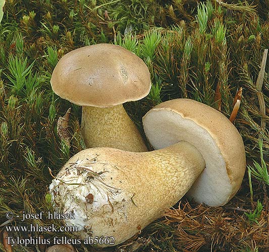 Tylopilus felleus ab5662