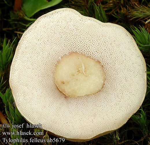 Tylopilus felleus ab5679