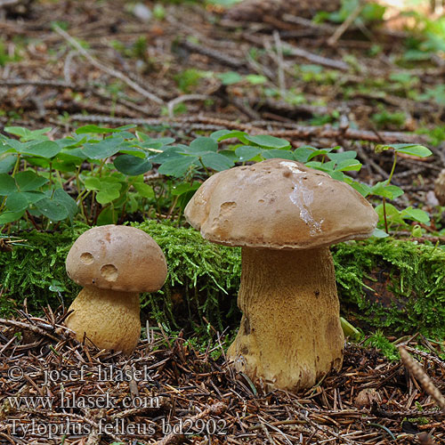 Tylopilus felleus bd2902