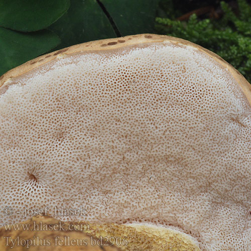 Gallsopp Žolčasti grenivec Amer boloe Tylopilus felleus Boletus alutarius Hřib žlučník hořký Gallenröhrling Bolet amer Goryczak żółciowy Bittere boleet Желчный гриб 苦粉孢牛肝 Galderørhat Гірчак Žučara Горчива манатарка Sapipuravik Boleto amargo Sappitatti Epeízű tinóru Porcino fiele ニガイグチ 쓴그물버섯 Aitrusis Pušynbaravykis Parastā žultsbeka Gallerørsopp