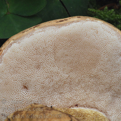 Tylopilus felleus bd2908