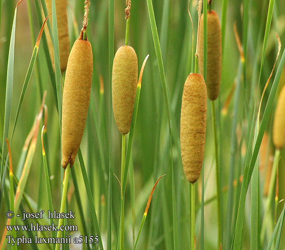 Typha laxmanii Orobinec sítinovitý Graceful Cattail