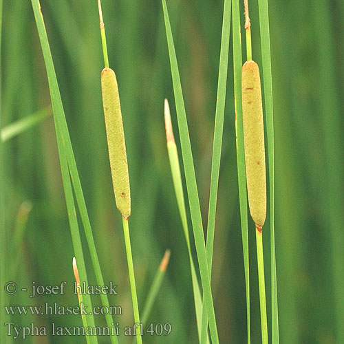 Typha laxmanii Slender Reed Mace Palka Laxmanova