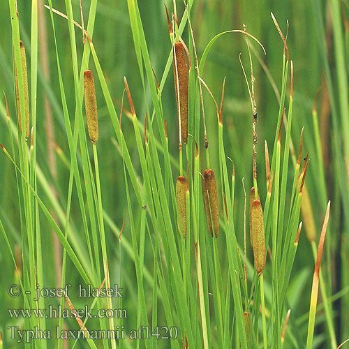 Typha laxmanii Lockere Rohrkolben Massette feuille étroite