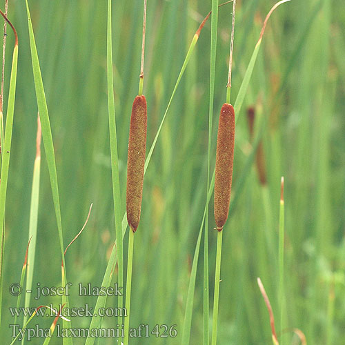 Typha laxmanii лаксмановият папур рогоз Лаксмана