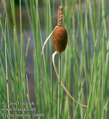 Typha minima Orobinec nejmenší malý Petite Massette naine