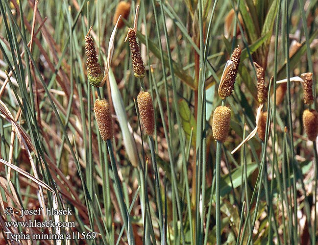 Typha minima Kleiner Rohrkolben Binsen-Rohrkolben Zwerg-Rohrkolben