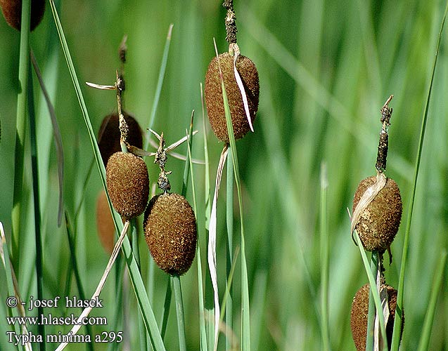 Typha minima Lisca minore Least Bulrush Dværgdunhammer Dwerglisdodde