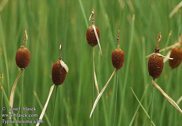 Typha minima 小香蒲 和小香蒲 ガマ ミニマ Apró gyékény Mini dunkjevle