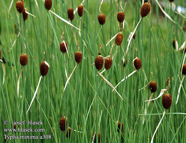 Typha minima Pałka miniaturowa drobna Рогоз малый Pálka najmenšia