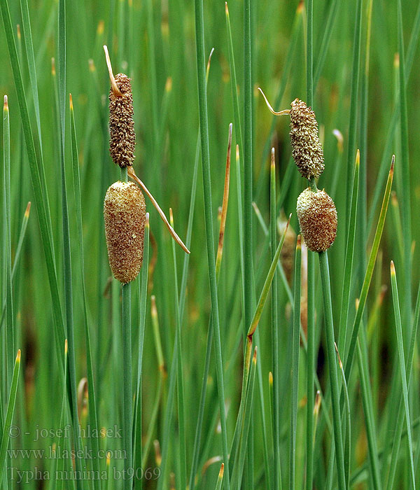 Typha minima Orobinec nejmenší malý