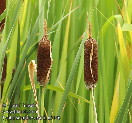 Typha schuttleworthii Orobinec stříbrošedý Shuttleworth's cattail Rogoz Schuttleworthov шутлевортов папур