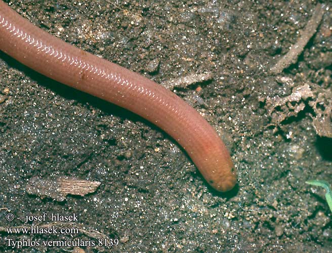 Typhlops vermicularis DE: Wurmschlange Blödauge Blindschlange CZ: slepák nažloutlý TR: Kör yilan