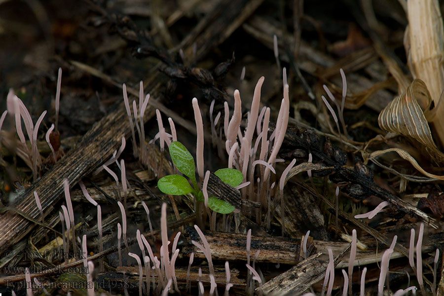 Typhula incarnata Palušková hniloba Rosa trådkølle Röd grästrådklubba