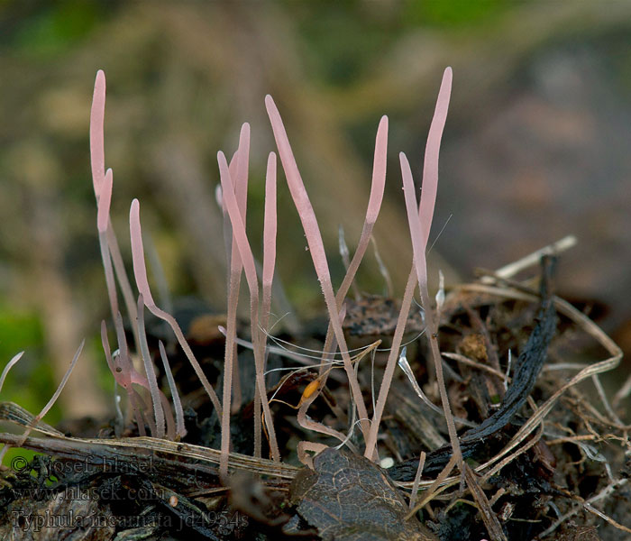 Typhula incarnata Ruskopahkulasientä Rød grastrådkølle Тифула инкарнатная