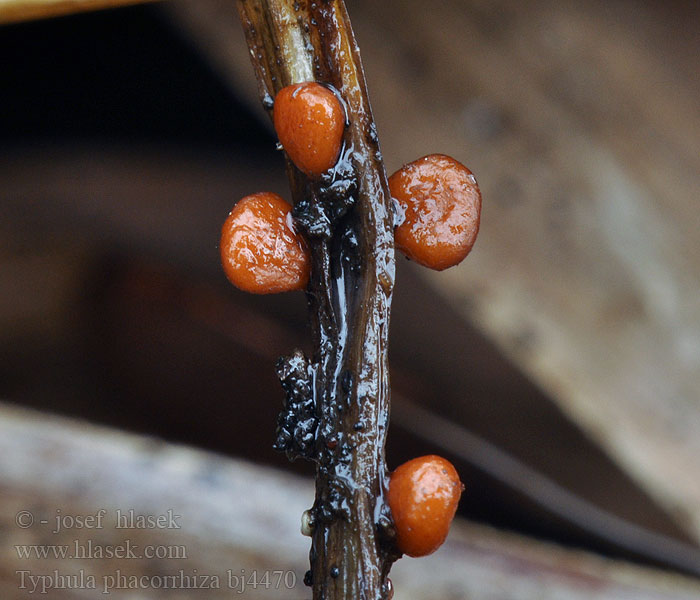 Typhula phacorrhiza Clavaria Paluška štíhlá