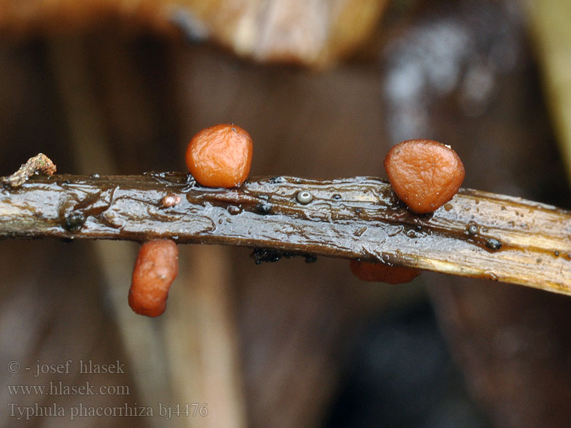 Typhula phacorrhiza Linsen-Fadenkeulchen Pałecznica grubonasadowa