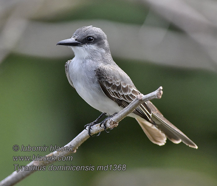 Tyrannus dominicensis ハイイロタイランチョウ Grijze Koningstiran