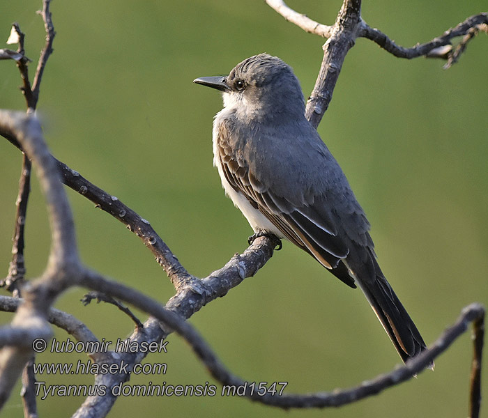 Tyrannus dominicensis 灰王霸鹟 Tyran šedý Graukönigstyrann