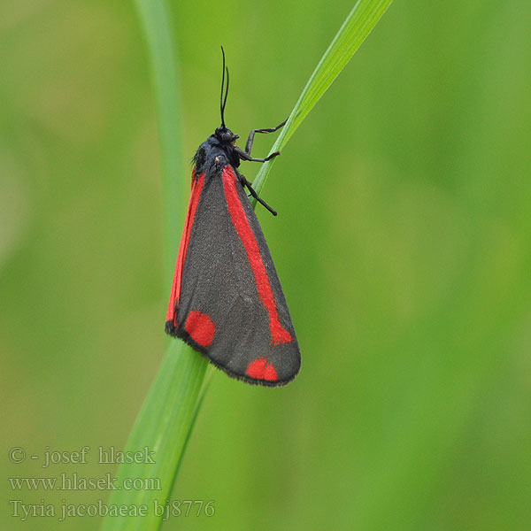 Tyria jacobaeae Медведица крестовниковая кровавая Blutbär Proporzyca marzymłódka Cinnabar Moth Přástevník starčkový Blodplet Goutte-de-sang Sint-jacobsvlinder Raudonsparnė meškutė Krustaiņu lācītis Karminspinner Spriadač starčekový Karminspinnare Jakab-lepke