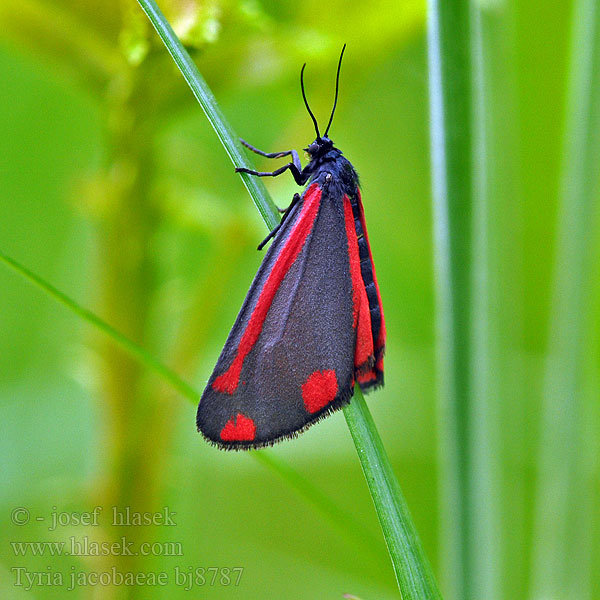 Proporzyca marzymłódka Cinnabar Moth Přástevník starčkový Blodplet Goutte-de-sang Sint-jacobsvlinder Raudonsparnė meškutė Krustaiņu lācītis Karminspinner Spriadač starčekový Karminspinnare Jakab-lepke Tyria jacobaeae Медведица крестовниковая кровавая Blutbär