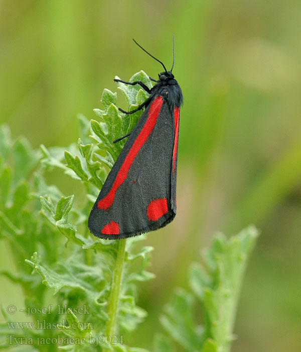 Tyria jacobaeae Spriadač starčekový Karminspinnare Jakab-lepke Медведица крестовниковая кровавая Blutbär Proporzyca marzymłódka Cinnabar Moth Přástevník starčkový Blodplet Goutte-de-sang Sint-jacobsvlinder Raudonsparnė meškutė Krustaiņu lācītis Karminspinner