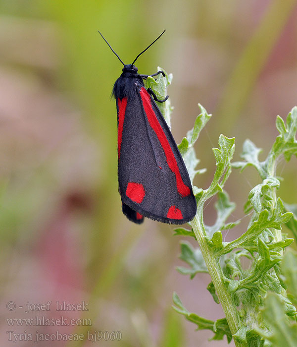 Медведица крестовниковая кровавая Blutbär Proporzyca marzymłódka Cinnabar Moth Přástevník starčkový Blodplet Goutte-de-sang Sint-jacobsvlinder Raudonsparnė meškutė Krustaiņu lācītis Karminspinner Tyria jacobaeae Spriadač starčekový Karminspinnare Jakab-lepke