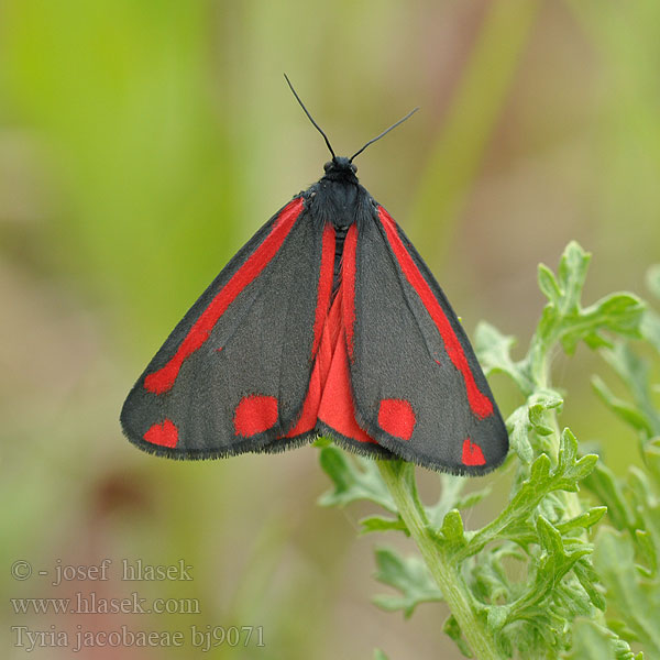 Blutbär Proporzyca marzymłódka Cinnabar Moth Přástevník starčkový Blodplet Goutte-de-sang Sint-jacobsvlinder Raudonsparnė meškutė Krustaiņu lācītis Karminspinner Tyria jacobaeae Spriadač starčekový Karminspinnare Jakab-lepke Медведица крестовниковая кровавая