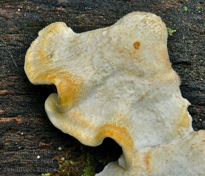 Tyromyces kmetii Polyporus