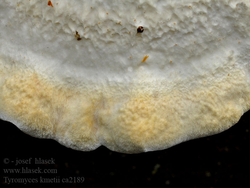 Polyporus kmetii Tyromyces