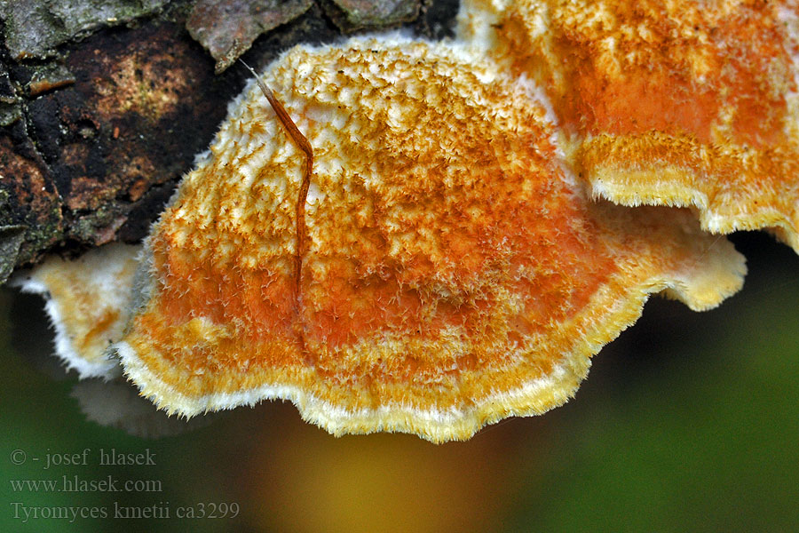 Bělochoroš Kmeťův Polyporus kmetii Tyromyces