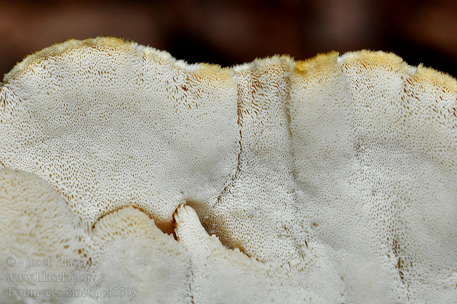 Tvarohovec Kmeťov Polyporus kmetii Tyromyces