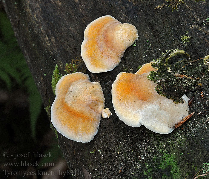 Aprikosticka Polyporus kmetii Tyromyces