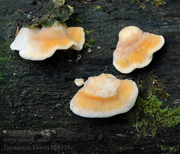 тиромицес Кмета Polyporus kmetii Tyromyces