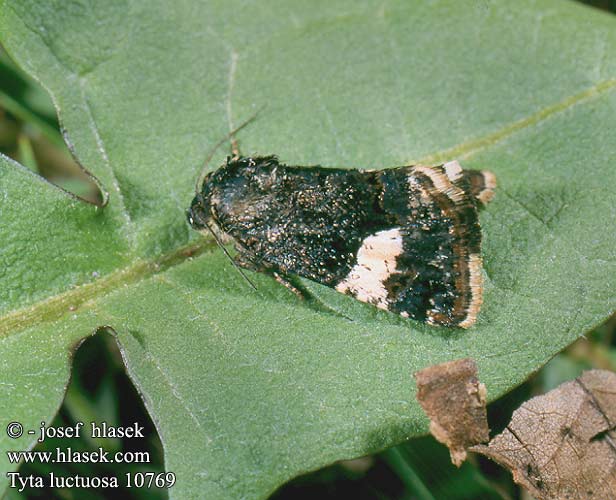 Tyta luctuosa Four-Spotted Noctuelle deuil Funebre Fekete nappalibagoly Windeneule