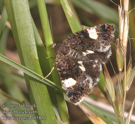 Four-Spotted Noctuelle deuil Funebre Fekete nappalibagoly Windeneule