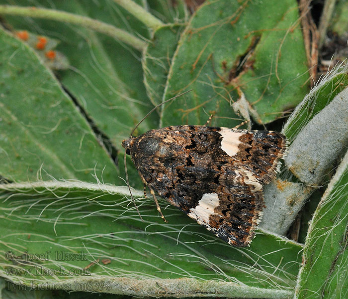 Four-Spotted Noctuelle deuil Funebre Tyta luctuosa