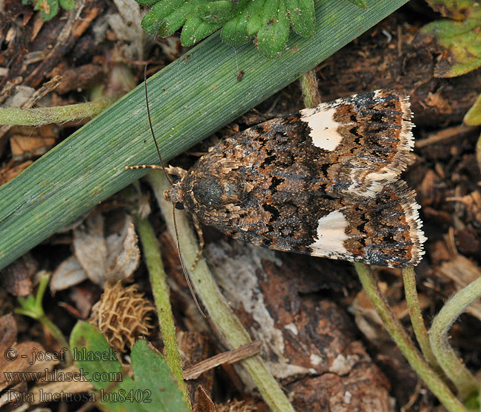 Fekete nappalibagoly Tyta luctuosa