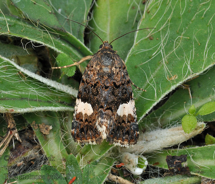 Windeneule Tyta luctuosa