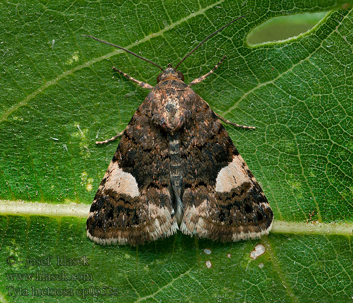 Kalkfly Pilkkayökkönen Tyta luctuosa