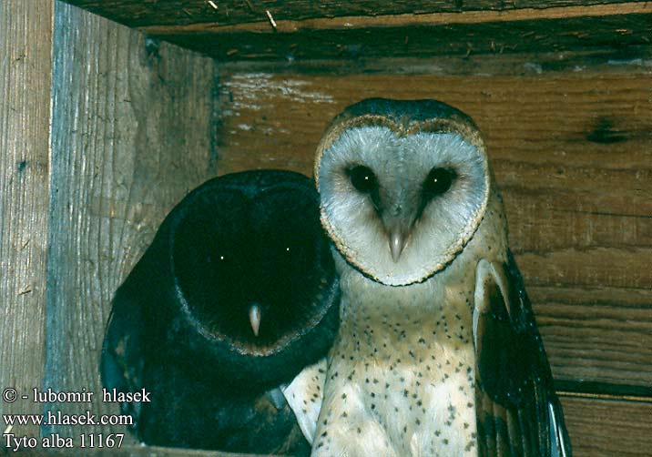 Tyto alba Barn Owl Schleiereule Effraie des clochers Lechuza Común Sova pálená Slørugle Tornipöllö Kerkuil Barbagianni Gyöngybagoly Płomykówka Plamienka driemava Tornuggla 倉鴞 Сипуха - Амбарная сова メンフクロウ الهامة Τυτώ Coruja-das-torres Сипуха Nonnetjie-uil Peçeli Baykuş תנשמת Chavu kuruvi