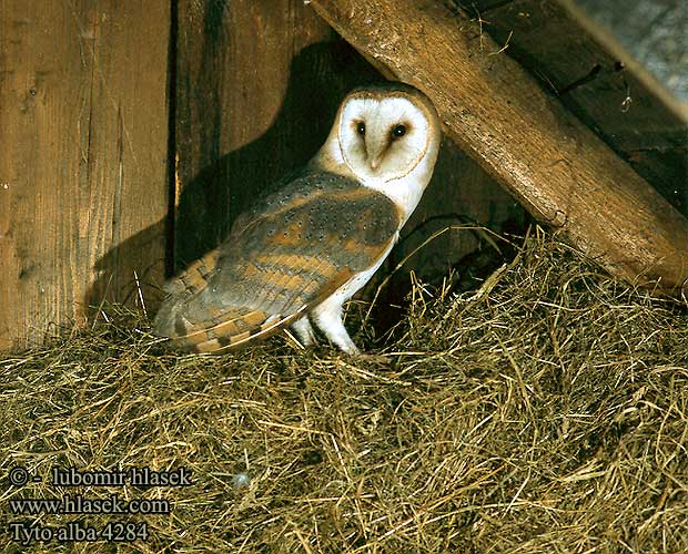 メンフクロウ الهامة Τυτώ Coruja-das-torres Сипуха Nonnetjie-uil Peçeli Baykuş תנשמת Chavu kuruvi Tyto alba Barn Owl Schleiereule Effraie des clochers Lechuza Común Sova pálená Slørugle Tornipöllö Kerkuil Barbagianni Gyöngybagoly Płomykówka Plamienka driemava Tornuggla 倉鴞 Сипуха - Амбарная сова