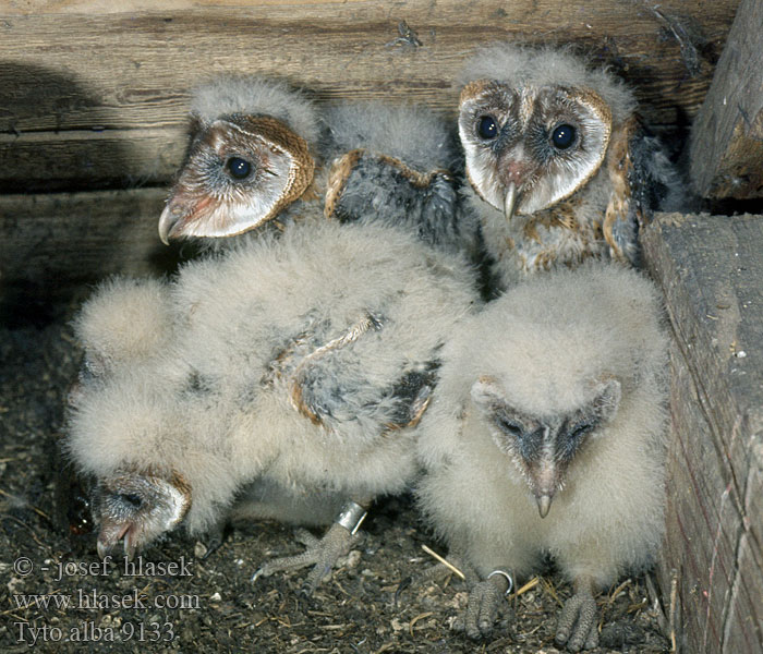 Tyto alba Sova pálená