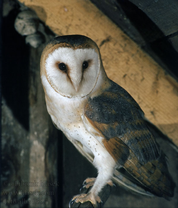 Schleiereule Effraie clochers Lechuza Común Sova pálená Tyto alba