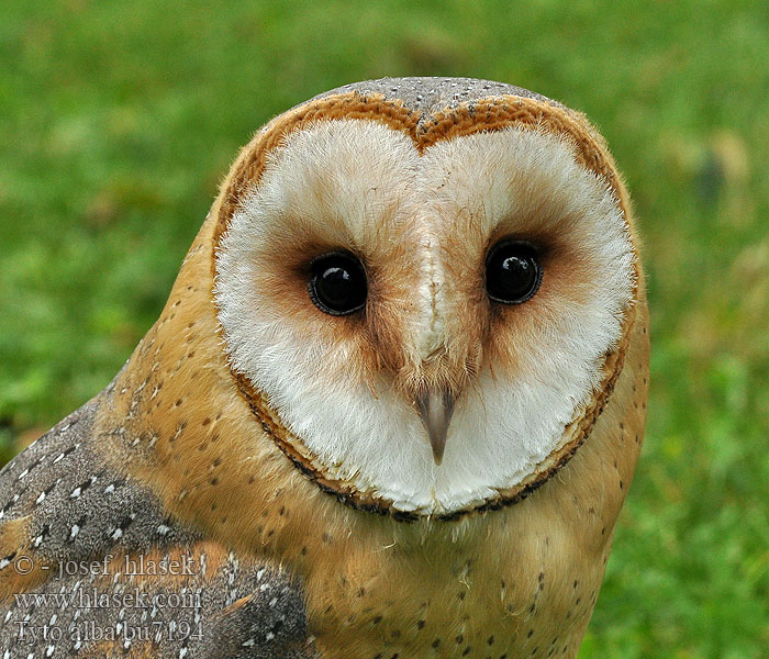 Tyto alba メンフクロウ الهامة Τυτώ