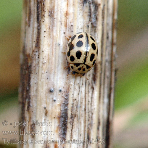 Tythaspis sedecimpunctata Sixteen-spot Ladybird Sekstenprikket mariehøne Zestienpuntlieveheersbeestje Sechzehnpunkt-Marienkäfer Коровка семнадцатиточечная