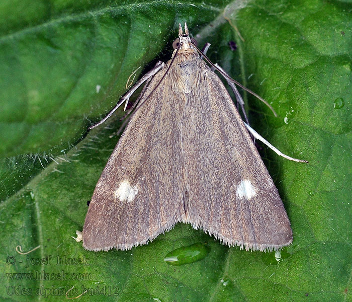 Udea alpinalis Zavíječ horský Vijačka alpínska