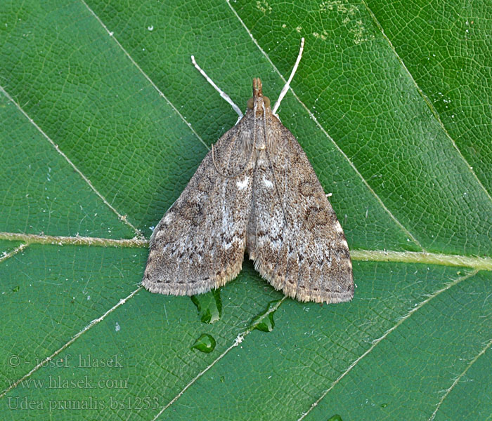 Udea prunalis Dusky Pearl