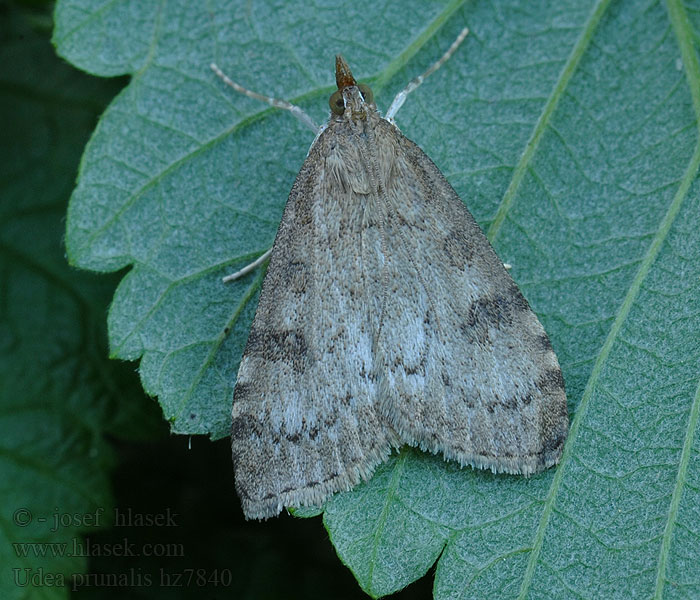 Dusky Pearl Udea prunalis